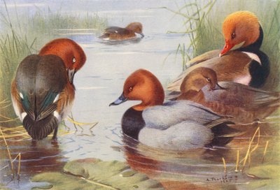 Moorente (männlich und weiblich), Tafelente (männlich und weiblich), Kolbenente von Archibald Thorburn