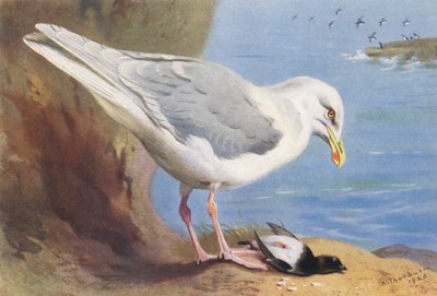 Eismöwe, Krabbentaucher (Sommer) von Archibald Thorburn
