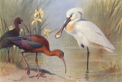 Brauner Sichler (adult und unreif), Löffler von Archibald Thorburn