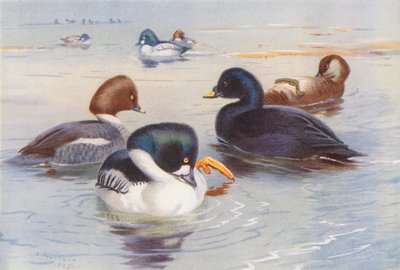 Schellente (männlich und weiblich), Trauerente (männlich und weiblich) von Archibald Thorburn