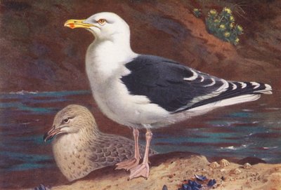 Mantelmöwe (erwachsen und jung) von Archibald Thorburn