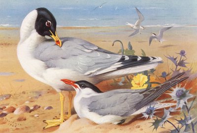 Großkopfmöwe, Kaspische Seeschwalbe von Archibald Thorburn