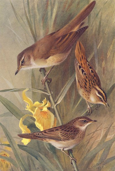 Drosselrohrsänger, Seggenrohrsänger, Feldschwirl von Archibald Thorburn