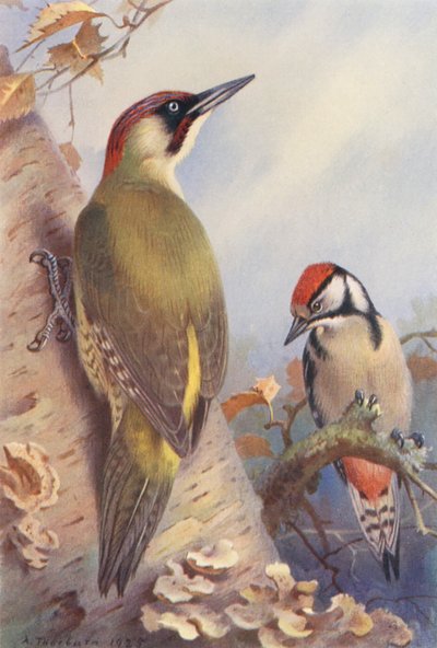 Grünspecht, Buntspecht (unreif) von Archibald Thorburn