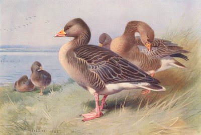 Graugans von Archibald Thorburn