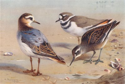 Grauer Phalarope (Herbst), Kiebitzregenpfeifer, Rotnacken-Phalarope (unreif) von Archibald Thorburn