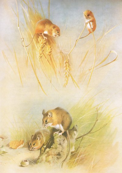 Erntemaus und Waldmaus, aus Thorburns Säugetiere, veröffentlicht von Longmans and Co, ca. 1920 von Archibald Thorburn