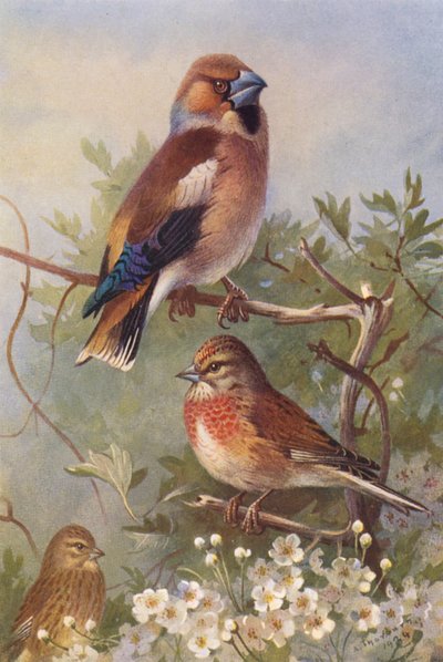 Kernbeißer, Hänfling (männlich und weiblich) von Archibald Thorburn