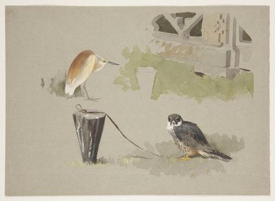 Männlicher Baumfalke angebunden und Squarro-Reiher, ca. 1915 von Archibald Thorburn