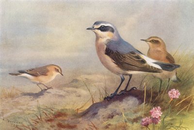 Isabellsteinschmätzer, Steinschmätzer (männlich und weiblich) von Archibald Thorburn