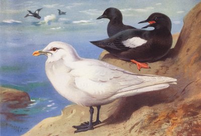 Elfenbeinmöwe, Schwarzer Lummen (Sommer) von Archibald Thorburn