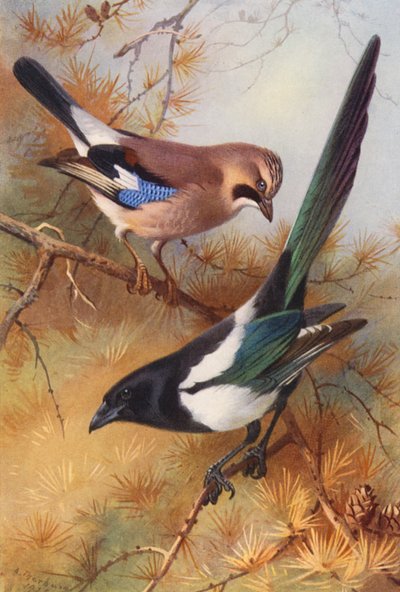 Eichelhäher, Elster von Archibald Thorburn