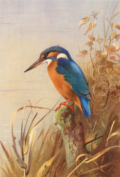 Eisvogel von Archibald Thorburn