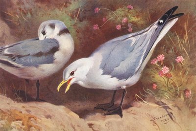Dreizehenmöwe (erwachsen und jung) von Archibald Thorburn