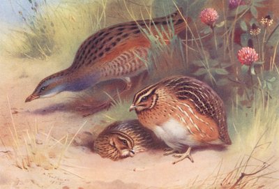 Wachtelkönig, Wachtel (männlich und weiblich) von Archibald Thorburn