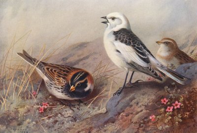 Spornammer, Schneeammer (Sommer) (männlich und weiblich) von Archibald Thorburn