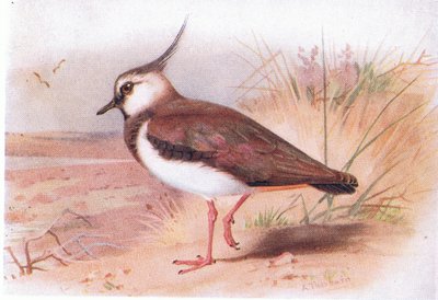 Kiebitz, aus Vögel der Britischen Inseln und ihre Eier veröffentlicht von Frederick Warne & Co Ltd, 1958 von Archibald Thorburn