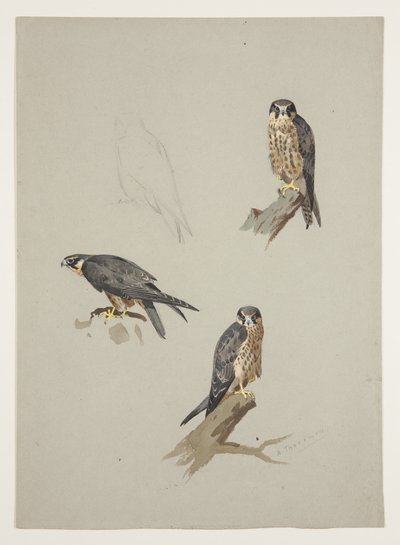 Merlin-Männchen, ca. 1915 von Archibald Thorburn