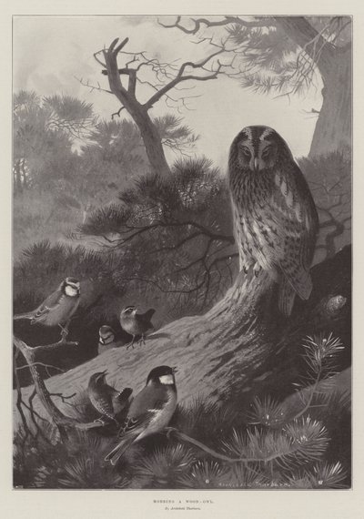 Angriff auf einen Waldkauz von Archibald Thorburn