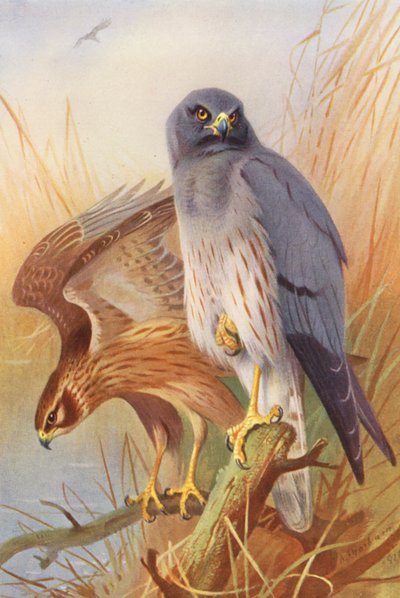 Wiesenweihe (männlich und weiblich) (Farblithografie) von Archibald Thorburn