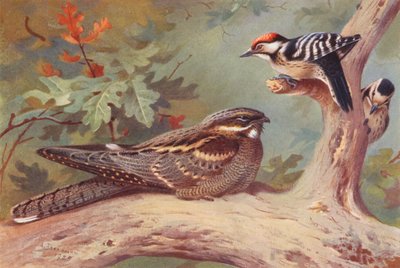Ziegenmelker, Kleinspecht (männlich und weiblich) von Archibald Thorburn
