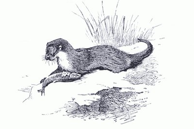 Otter mit Fisch, aus Thorburns Säugetiere veröffentlicht von Longmans and Co, ca. 1920 von Archibald Thorburn