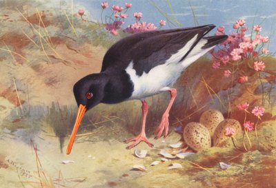 Austernfischer von Archibald Thorburn