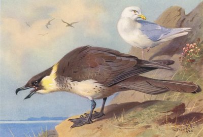 Pomatorhine Skua, Islandmöwe von Archibald Thorburn