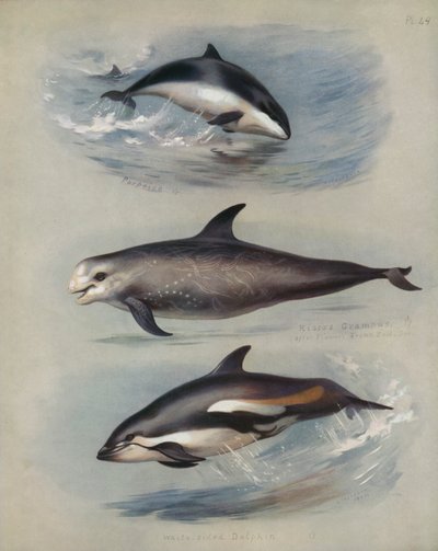 Schweinswal, Risso-Delfin, Weißseitendelfin von Archibald Thorburn