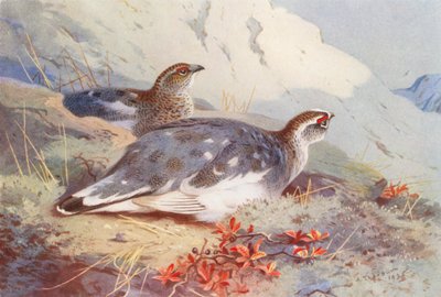 Alpenschneehuhn (männlich und weiblich, Herbst) von Archibald Thorburn