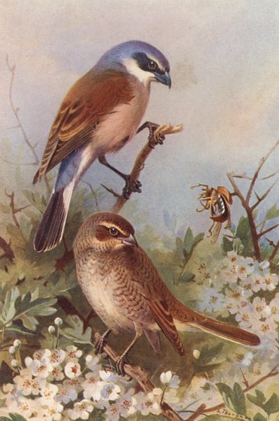 Neuntöter (männlich und weiblich) von Archibald Thorburn