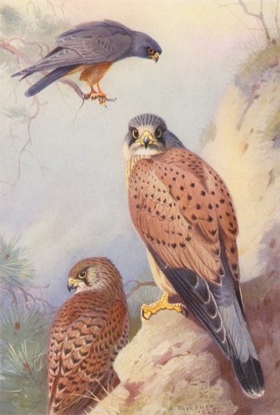 Rotfußfalke, Turmfalke (männlich und weiblich) von Archibald Thorburn