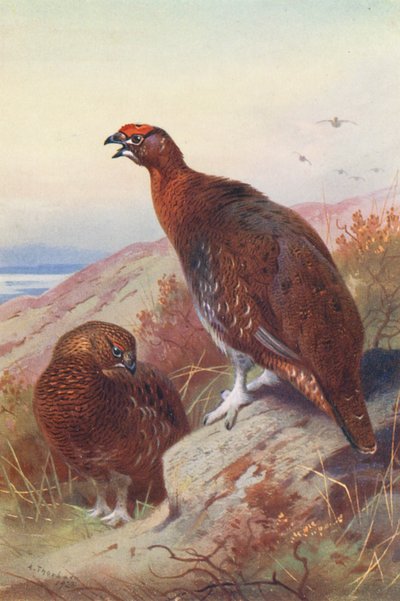 Moorschneehuhn (männlich und weiblich) von Archibald Thorburn