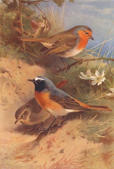 Rotkehlchen, Gartenrotschwanz (männlich und weiblich) (Farblithografie) von Archibald Thorburn