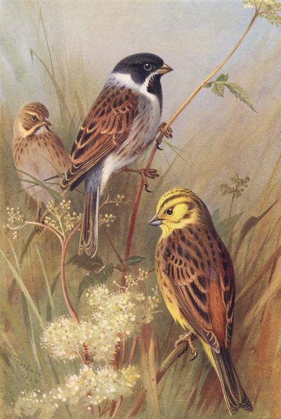 Rohrammer (männlich und weiblich), Goldammer von Archibald Thorburn