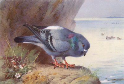 Felsentaube von Archibald Thorburn