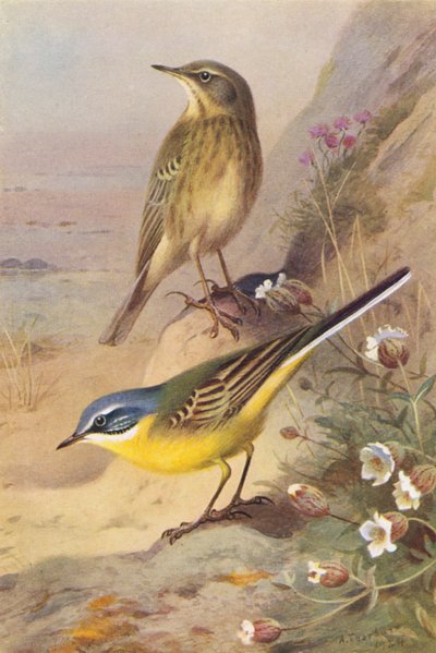 Strandpieper, Schafstelze von Archibald Thorburn