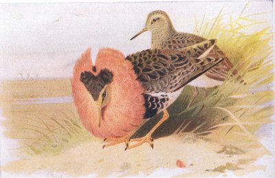 Kampfläufer und Rotschenkel, aus Vögel der Britischen Inseln und ihre Eier, veröffentlicht von Frederick Warne & Co Ltd, 1958 von Archibald Thorburn