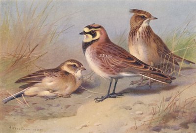 Kurzzehenlerche, Strandlerche, Haubenlerche von Archibald Thorburn