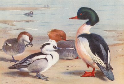 Zwergsäger (männlich und weiblich), Gänsesäger (männlich und weiblich) von Archibald Thorburn