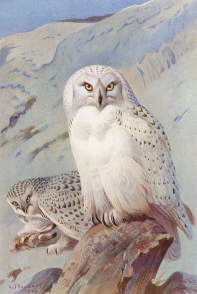 Schnee-Eule von Archibald Thorburn