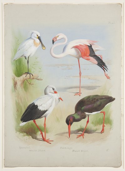 Löffler, Flamingo und Storch, ca. 1915 von Archibald Thorburn