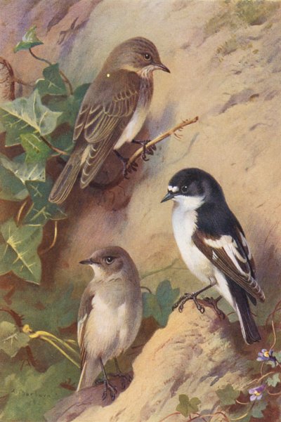 Grauschnäpper, Trauerschnäpper (männlich und weiblich) von Archibald Thorburn