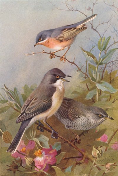 Subalpine Grasmücke, Orpheusgrasmücke, Sperbergrasmücke (Farblithografie) von Archibald Thorburn