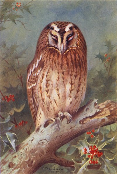 Waldkauz von Archibald Thorburn
