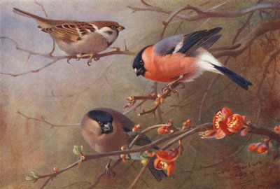 Feldsperling, Gimpel (männlich und weiblich) von Archibald Thorburn