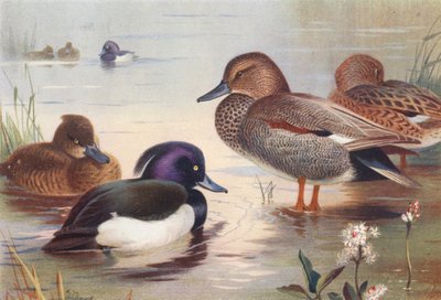Reiherente (männlich und weiblich), Schnatterente (männlich und weiblich) von Archibald Thorburn