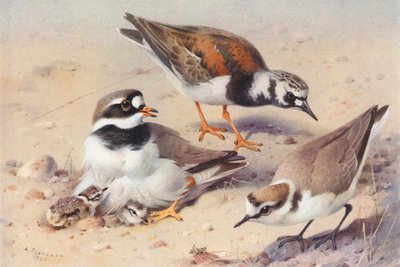 Steinwälzer (Sommer), Sandregenpfeifer, Kentish-Regenpfeifer von Archibald Thorburn