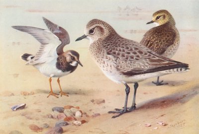 Steinwälzer (Winter), Kiebitzregenpfeifer (Winter), Goldregenpfeifer (Winter) von Archibald Thorburn