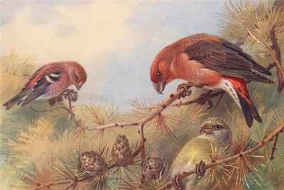 Bindenkreuzschnabel, Kreuzschnabel (männlich und weiblich) von Archibald Thorburn